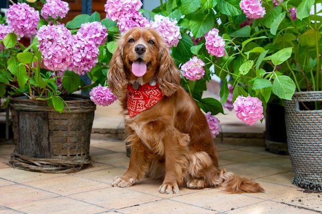 Huisdier; spaniel cocker in de tuin