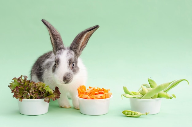 Huisdier voeren. Klein babykonijn dat groenten eet