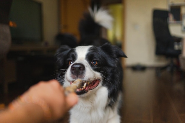 Huisdieractiviteit grappige puppy hond border collie met speelgoed touw in de mond die thuis binnen speelt eigenaar