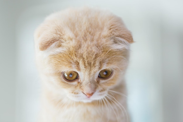 huisdieren, dieren en katten concept - close-up van scottish fold kitten