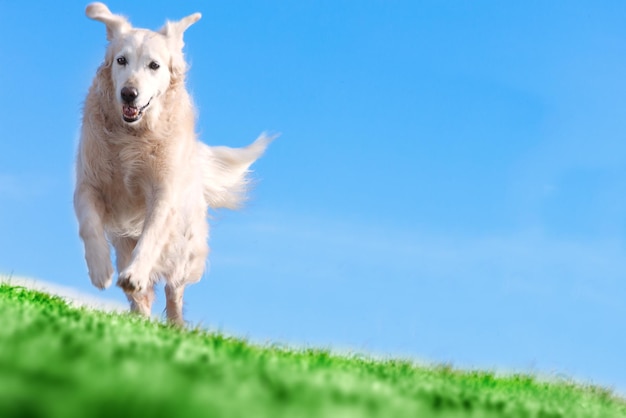 Huisdieren en hondenhonden trainen en opvoeden