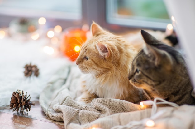 huisdieren kerstmis en hygge concept twee katten liggen op de vensterbank met een deken thuis