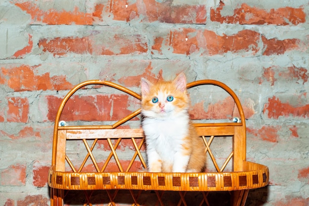 Huisdieren mooie kat Roodharig klein katje met een witte borst op de achtergrond van een bakstenen muur