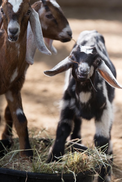 Foto huisdieren op de boerderij