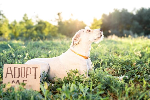 Foto huisdierenverzorging een schattige gemengde ras puppy met de woorden adopteren me liggen in het gras in het park