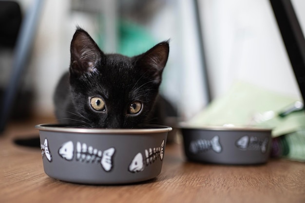 Huiselijk leven met huisdier Portret van jonge Baby zwarte kat camera kijken tijdens de lunch
