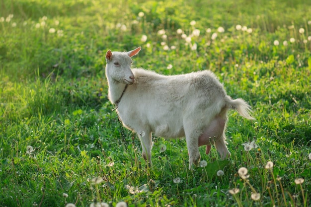 Huisgeit op een boerderij buiten Witte geit die op een zonnige dag door de tuin gaat