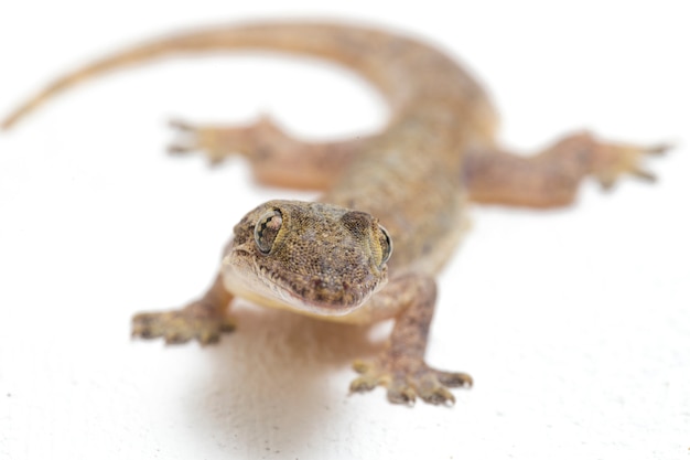 Huishagedis gemeenschappelijke gekko die op wit wordt geïsoleerd