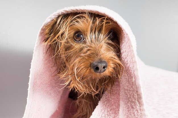 Huishond kleine yorkshire terrier neemt een bad en maakt hygiëneprocedures