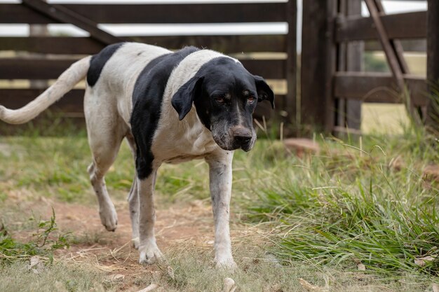 Huishond op een boerderij met selectieve focus