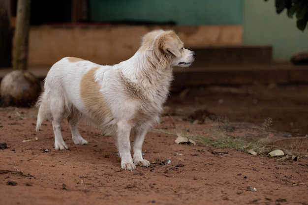 Huishond op een boerderij met selectieve focus