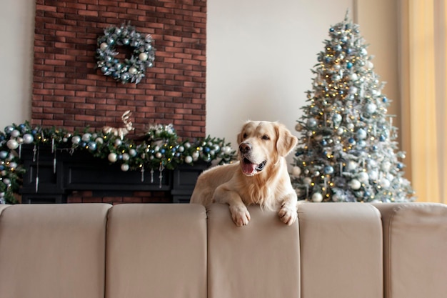 huishond zit op de bank in het kerstinterieur tegen de achtergrond van de nieuwjaarsboom