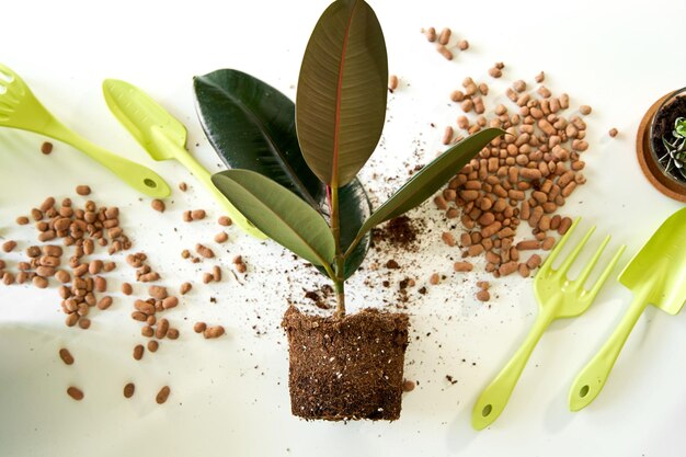 Huishoudelijke klusjes voor het overplanten van bloemen in een nieuwe pot.