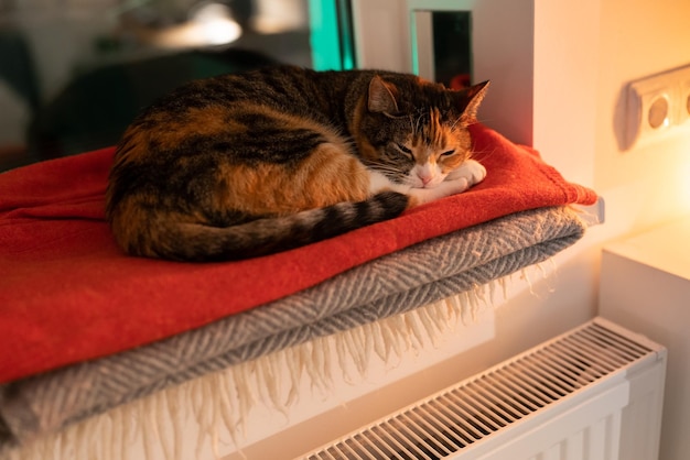 Huiskat die zich bij koud winterweer op de vensterbank koestert en geniet van warme lucht die uit de radiator komt