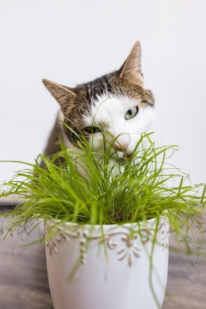 Huiskat en sappig groen gras voor katten Cyperus Zumula in pot Zorgconcept voor binnenkatten