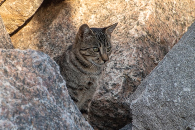 Huiskat tussen de rotsen