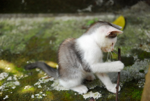 Huiskittens spelen in de tuin