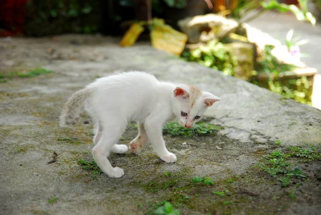 Huiskittens spelen in de tuin