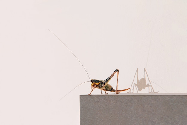 Huiskrekelinsect op een fotolijstje tegen de muur