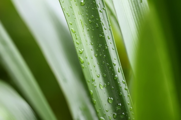 Huislelie plant groene bladeren in waterdruppels