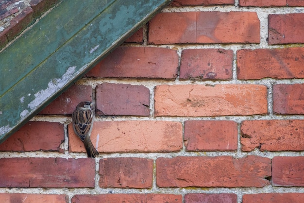 Huismus klampt zich vast aan een bakstenen muur