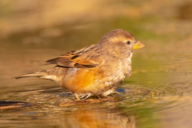 Huismus Passer domesticus Malaga Spanje