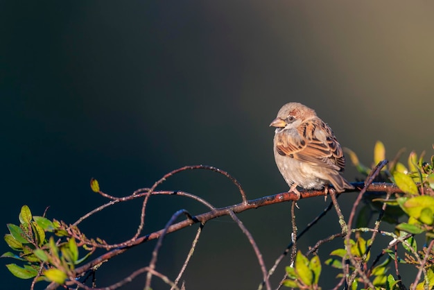 Huismus (Passer domesticus) Malaga, Spanje