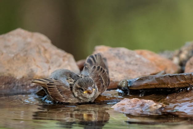 Huismus Passer domesticus Vogel badend in een vijver