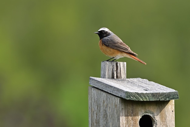 huismus passer domesticus