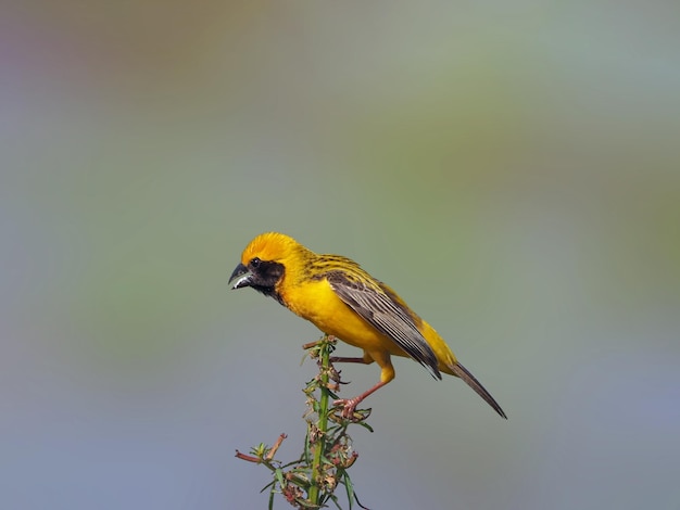 Huismus Vogelvleugels op groene velden