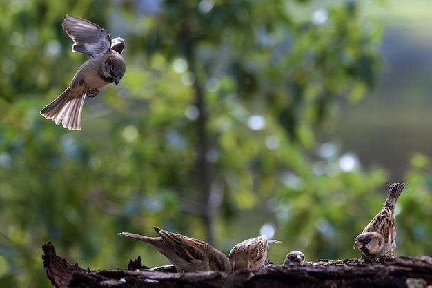 Huismussen Passer domesticus