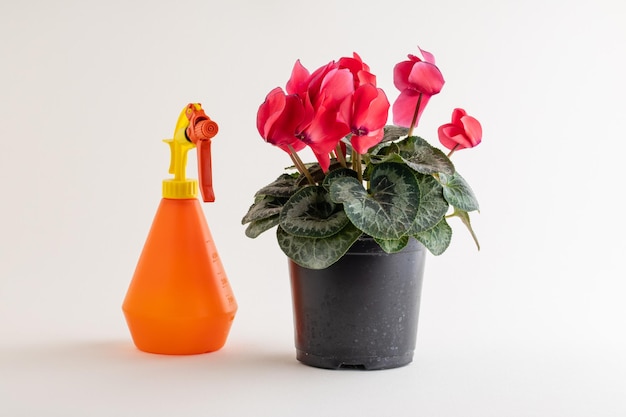 Huisplant Cyclamen Cyclamen Persicum met roze bloemen in een pot Witte achtergrond