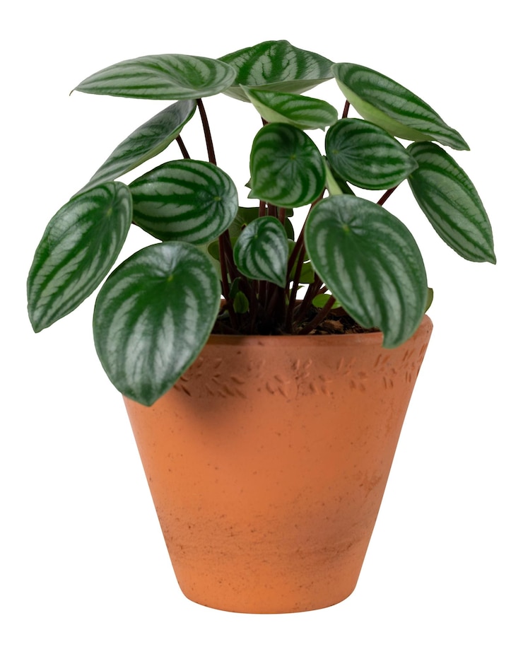 Foto huisplant png mockup in een terracotta pot faux watermeloen peperomia
