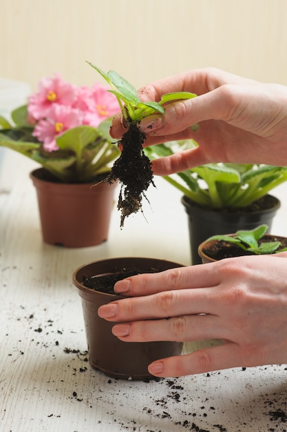 Foto huisplanten binnenshuis planten