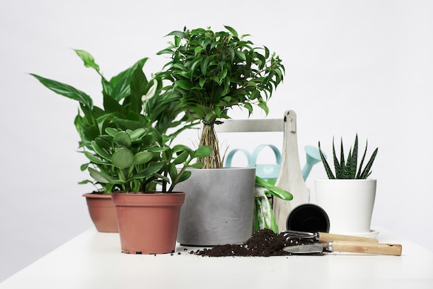 Huisplanten, cactussen in potten met schep en hark op lege grijze achtergrond