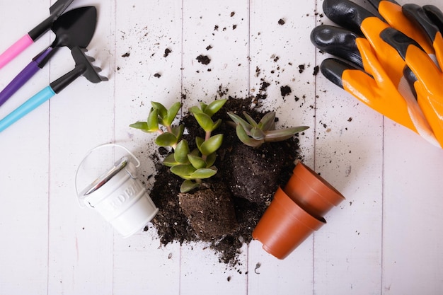 Huisplanten en de grondpotten en tuingereedschap plat bovenaanzicht Thuis tuinieren concept