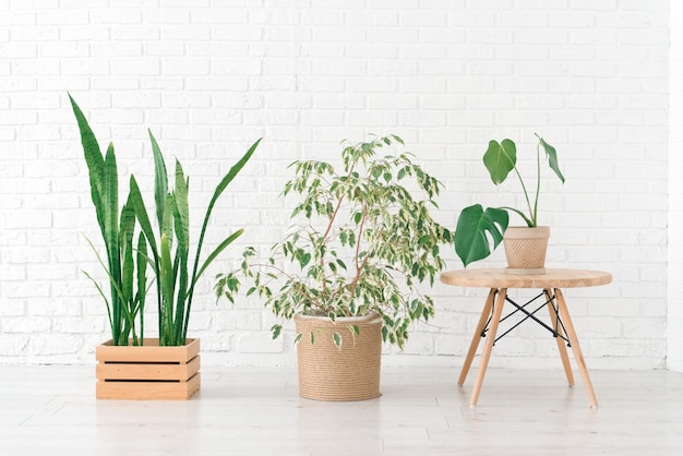 Huisplanten in een mand van geweven jute en hout, witte muur, minimalistisch interieur