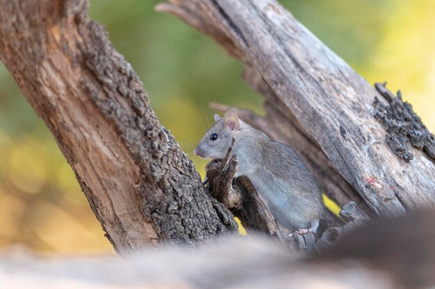 huisrat (Rattus rattus) Malaga, Spanje