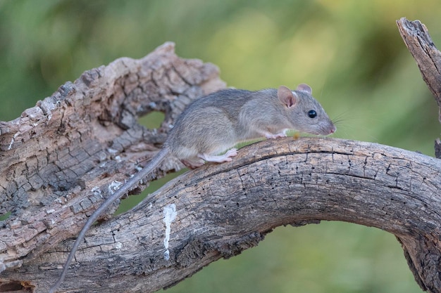 huisrat (Rattus rattus) Malaga, Spanje