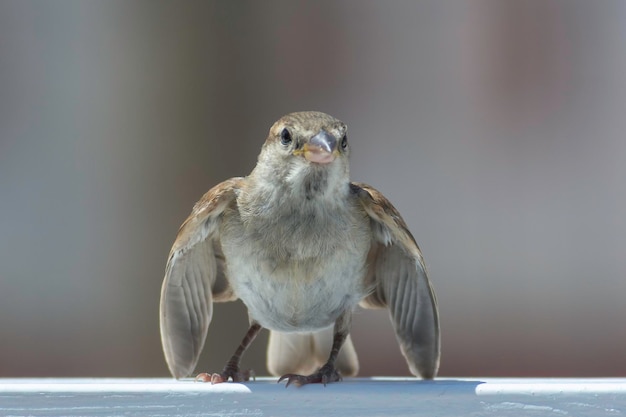 Foto huisvaring in de stad op zoek naar voedsel