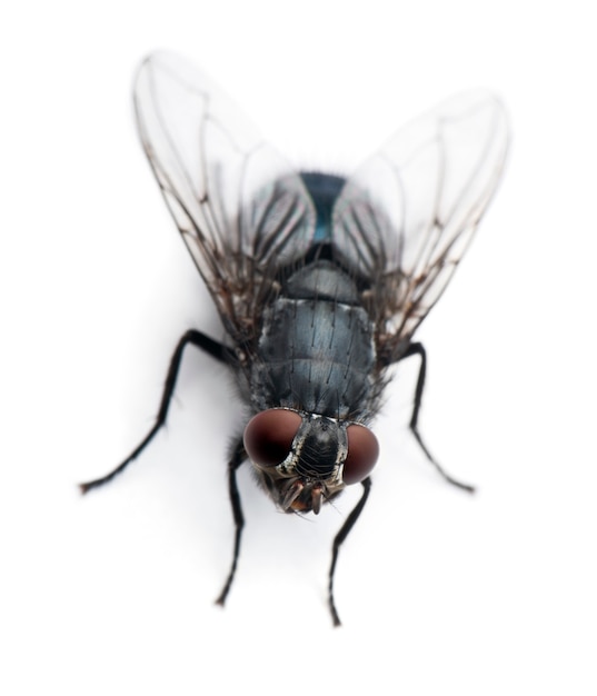 Foto huisvlieg - musca domestica