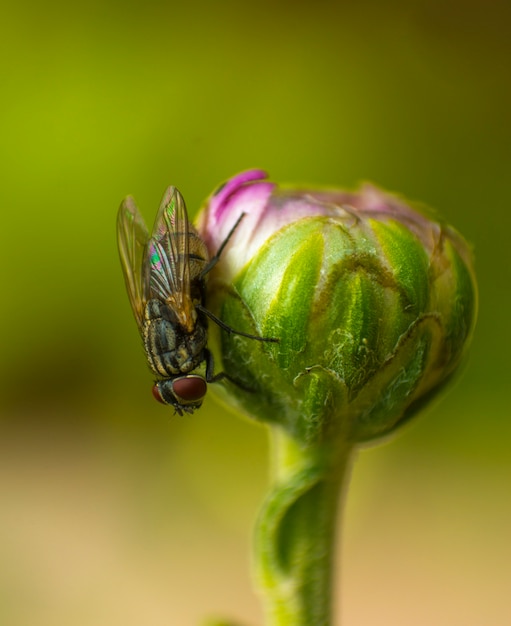 Foto huisvlieg op bud