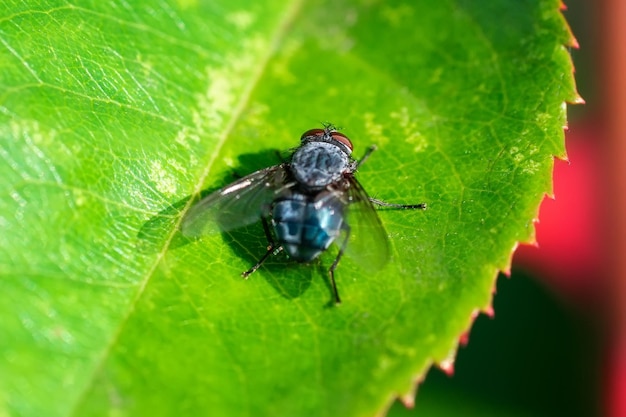 Huisvlieg vlieg huisvlieg op bladx9