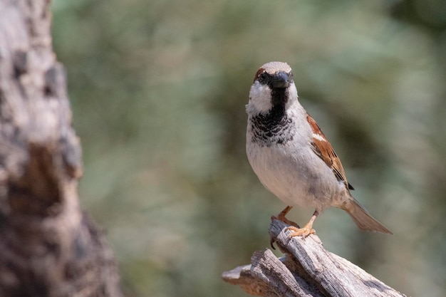 Huisvorst Passer domesticus Malaga Spanje