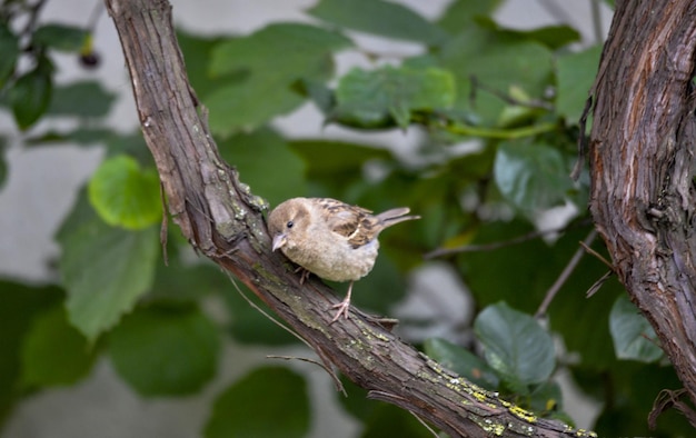 Huisvorst Passer domesticus vogel in de natuur