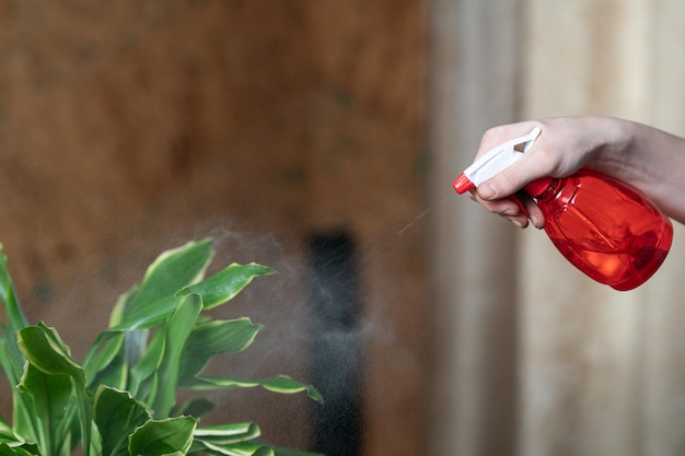 Foto huisvrouw besproeit bloem met zuiver water uit een spuitfles