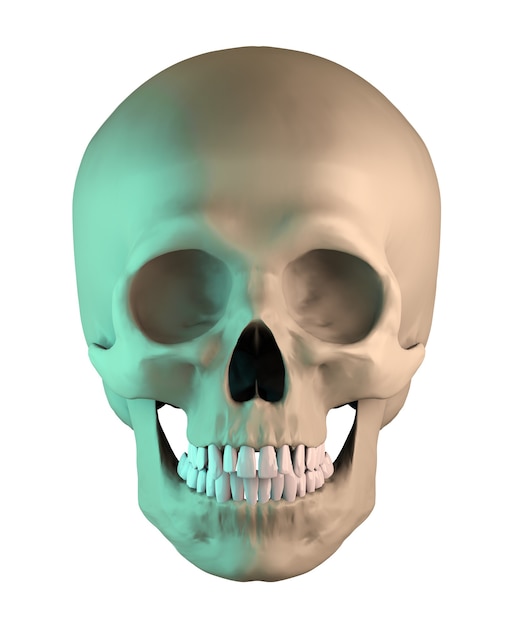 写真 孤立した人間の解剖学的頭蓋骨