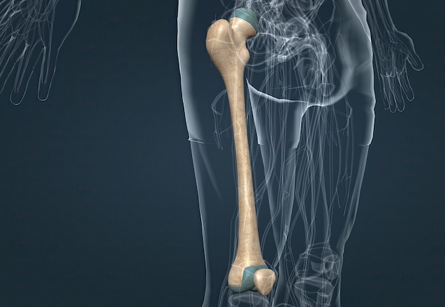 Human Anatomy Bony Pelvis and Lower Limb Knee Patella