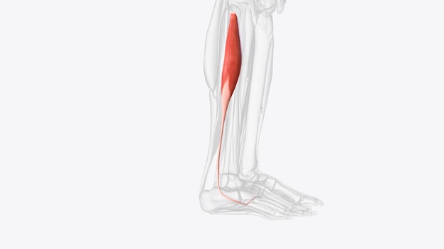 Foto in anatomia umana il fibularis longus è un muscolo superficiale nel compartimento laterale della gamba