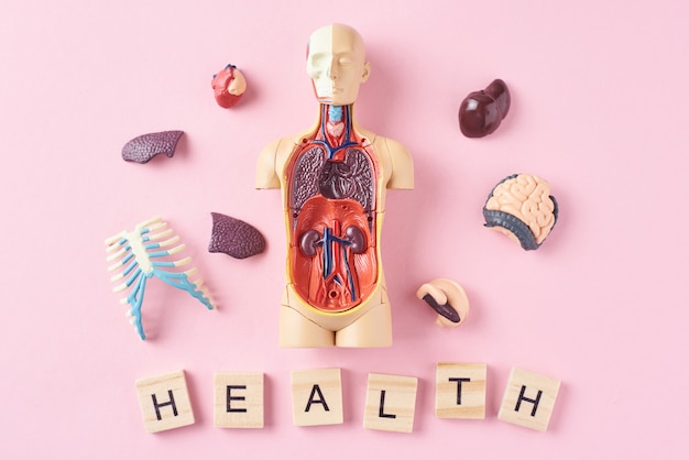 Manichino di anatomia umana con organi interni e parola salute su uno sfondo rosa. concetto di salute medica